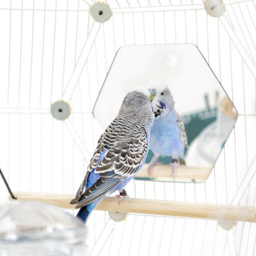 A budgie looking at a mirror whiles sitting on a pole inside the Geo bird cage