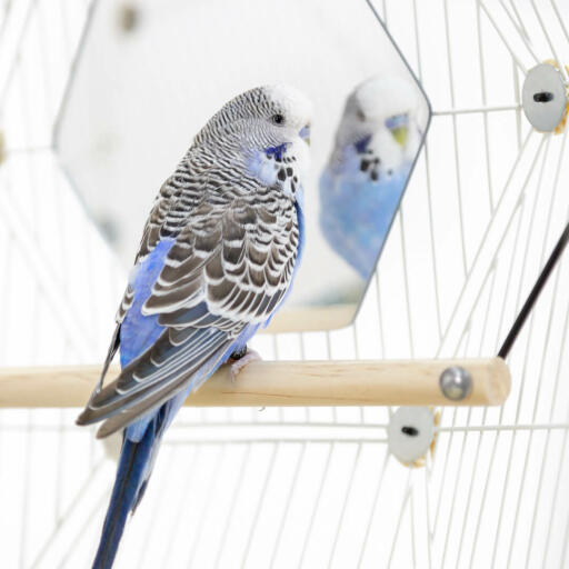 A budgie sitting on a perch inside an Omlet bird cage looking it the mirror.