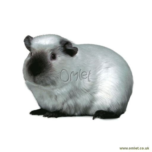 Himalayan guinea pig