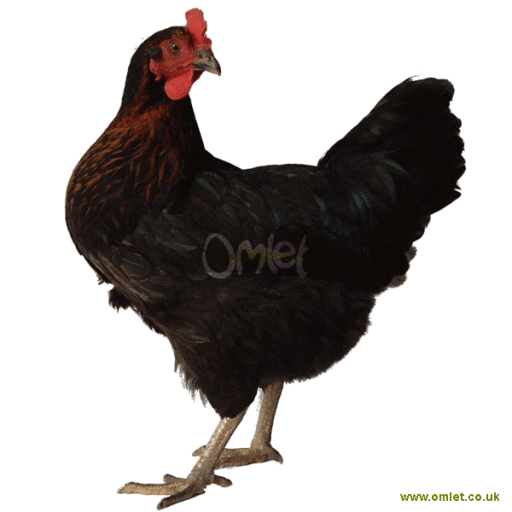 The Omlet Miss pepperpot chicken standing on a white background.