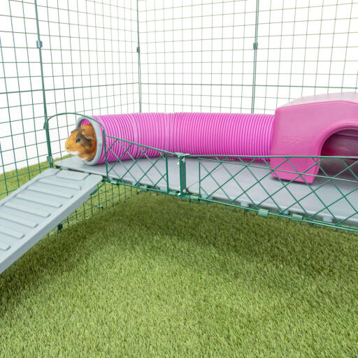 Guinea pig in pink guinea pig play tunnel attached to pink Zippi guinea pig shelter on Zippi platforms