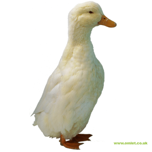 Pekin duck