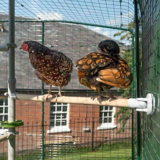 Chickens sitting on perch connected to Poletree and walk in chicken run