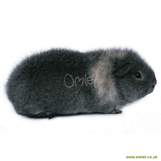 Rex guinea pig