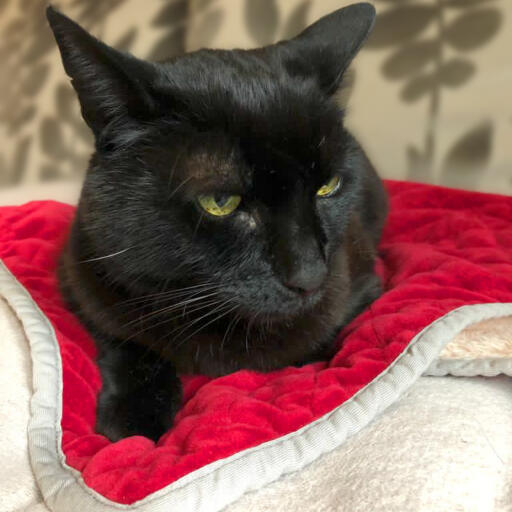 Black sale cat blanket
