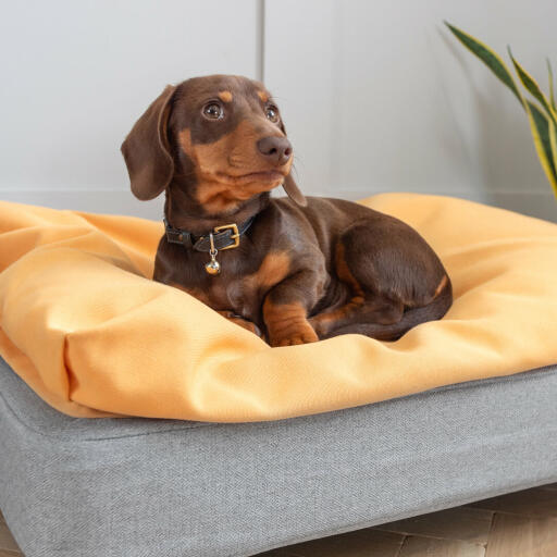 Winston the Dachshund loves his small Topology dog bed with a super comfy beanbag topper.