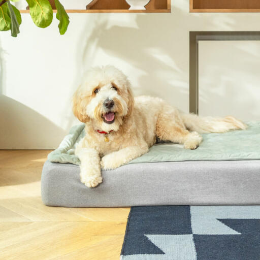 Casper memory store foam dog bed