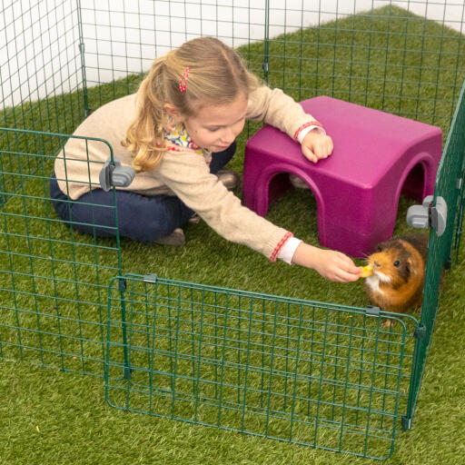 A young girl feeding a guinea pig in an animal run with a purple shelter
