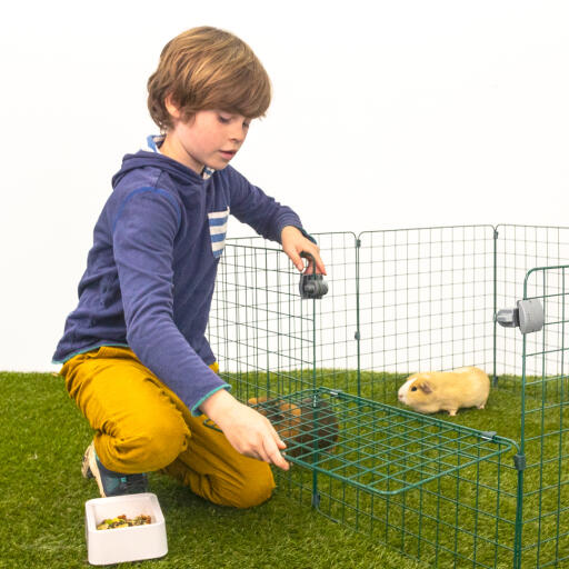 A boy opening a guinea pig run with two guinea pigs inside