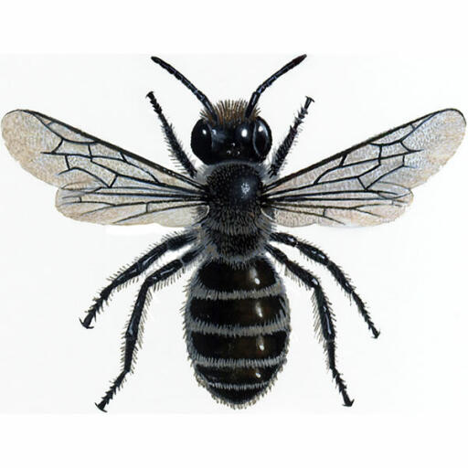 Blue mason  - osmia caerulescens