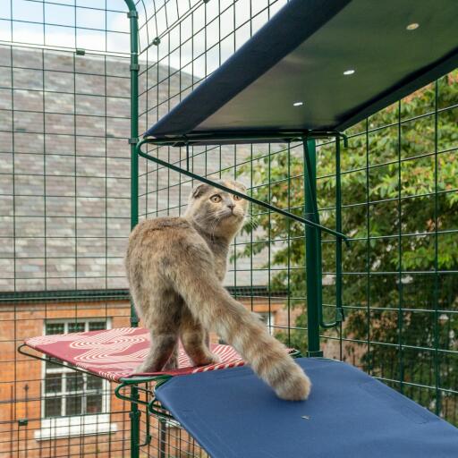 cat standing on blue outdoor cat shelf in catio outdoor run with drainage holes visible