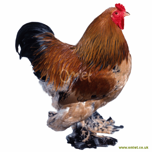 Bantam Gold male