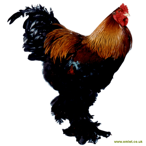 Brahma Chickens for sale - Bird Classifieds Australia