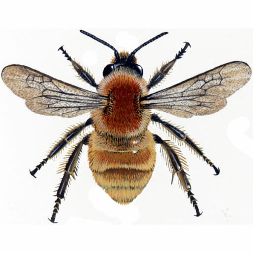 Bumblebee brown-banded carder bombus humilis