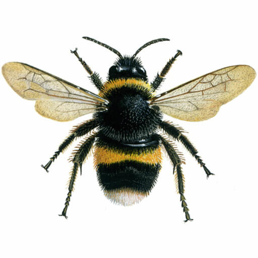 Bumblebee - buff-tailed - bombus terrestris