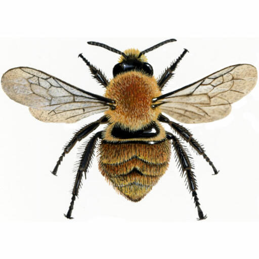 Bumblebee - common carder - bombus pascuorum