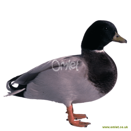 Call Duck Ducks | Duck Breeds