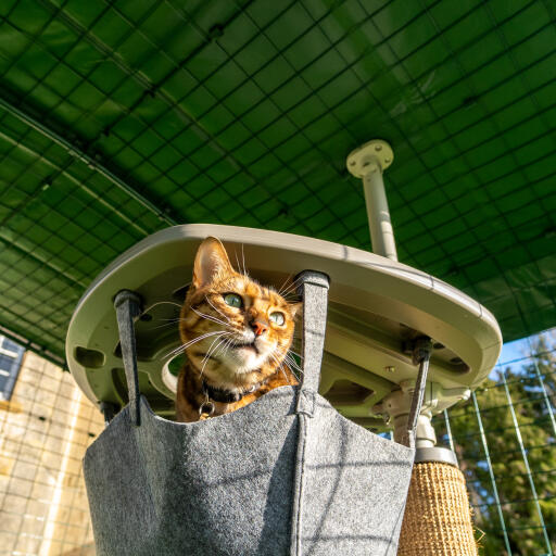 Cat in a hammock under a heavy duty cover in a walk in run