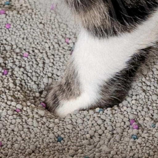 Cats paw in clay cat litter