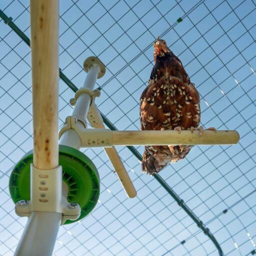 Underneath shot of chicken sitting on perch of Poletree