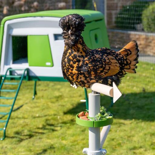Chicken perching in the free standing universal chicken perch