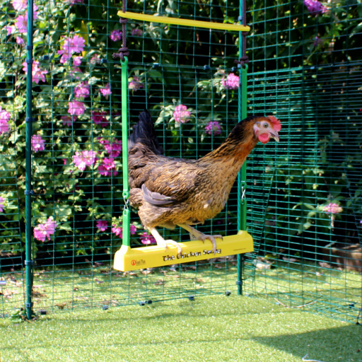 A chicken sitting on the chicken swing