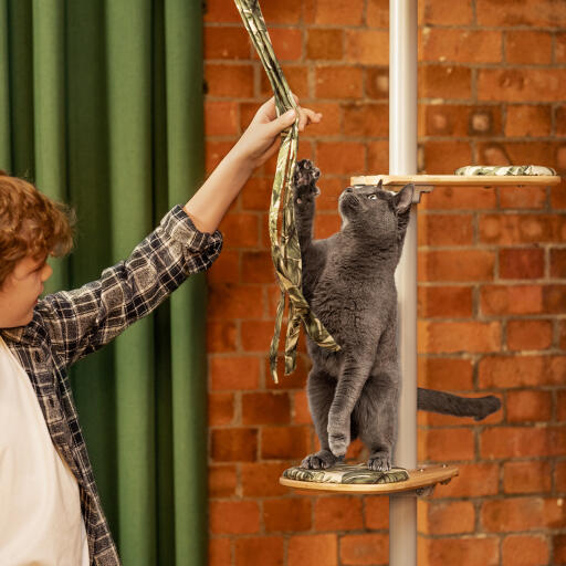 Little boy playing with a cat on an indoor Freestyle cat tree