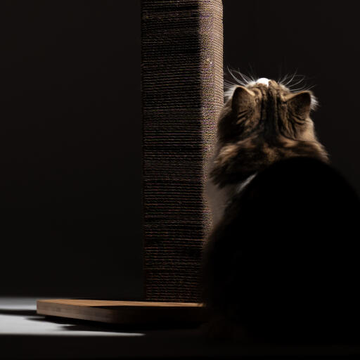 Fluffy cat looking up at the Stak cat scratcher