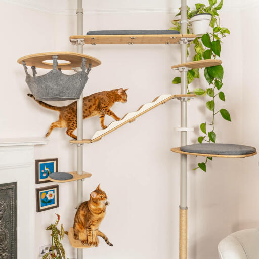 Bengal cat tree cheap