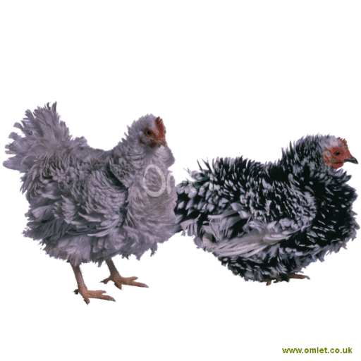 Bantam females