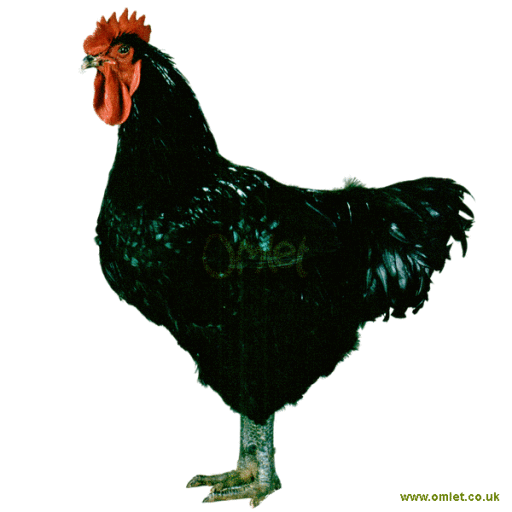 Jersey giant chickens for sale deals near me