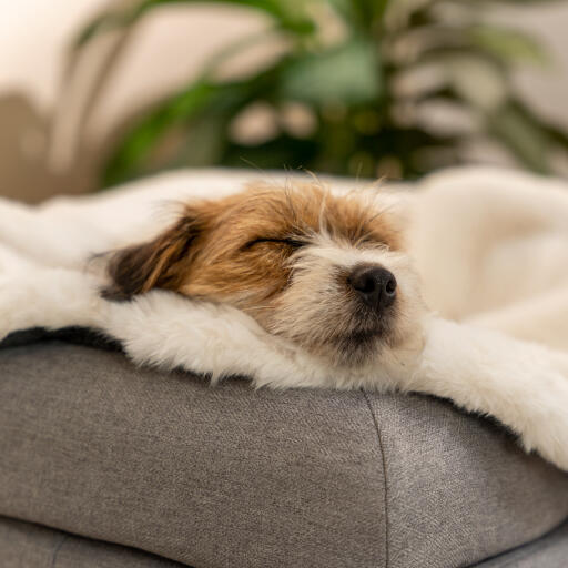 Terrier's head resting on the side of a grey dog bed with a sheepskin blanket