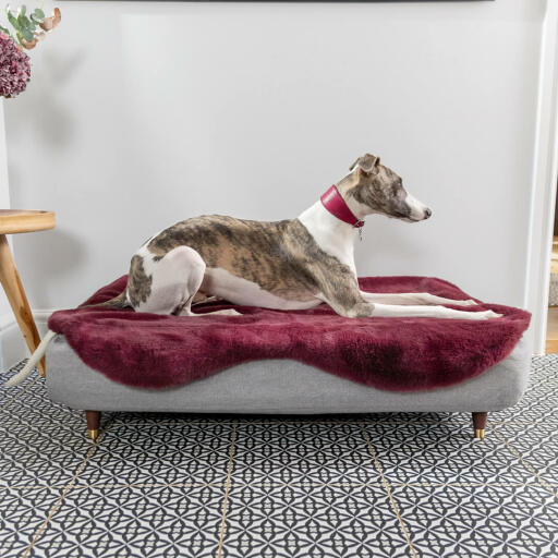 Greyhound resting in the memory foam Topology dog bed