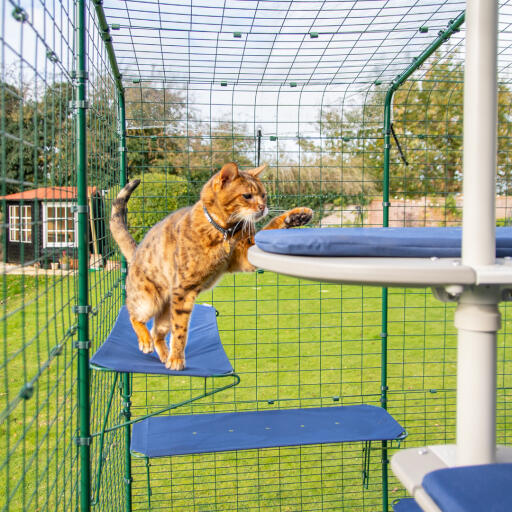 Cat run shelves hotsell