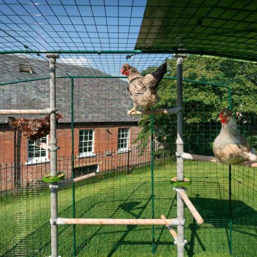 Chickens sitting perches of Poletree in walk in chicken run