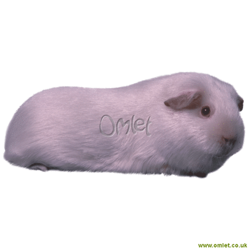 Satin guinea pig