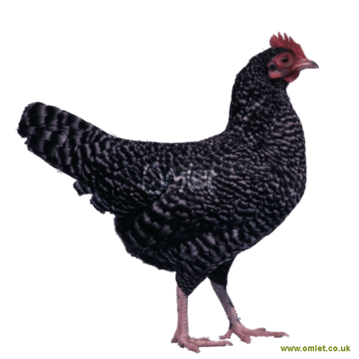 Bantam female