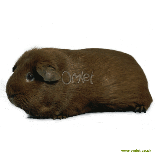 Self Guinea Pigs Self For Sale Guinea Pig Breeds