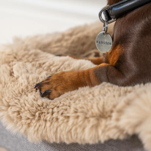 Dachshund in a beige sheepskin topper for the Topology washable dog bed