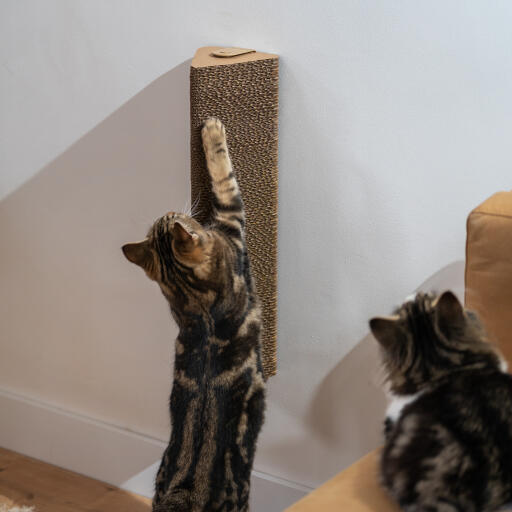 Cat playing with the wall mounted scratching post