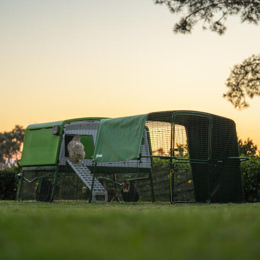 A extra large Eglu pro chicken coop set up in a garden