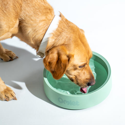 Retriever drinking out of an Omlet dog bowl in colour sage