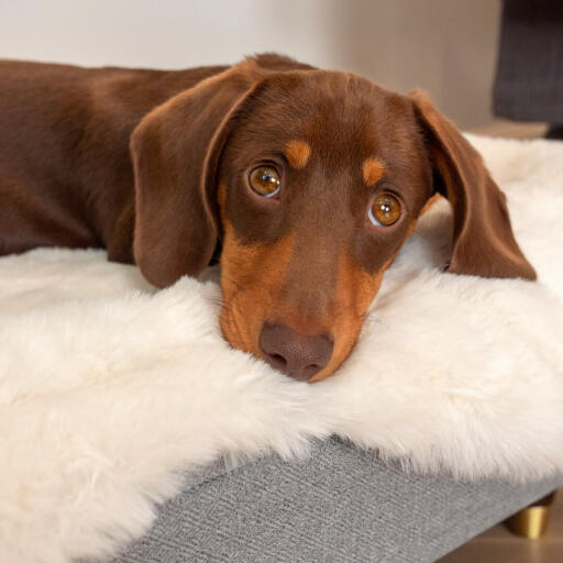 Close up of dachshund laying on Omlet Topology dog bed with sheepskin topper