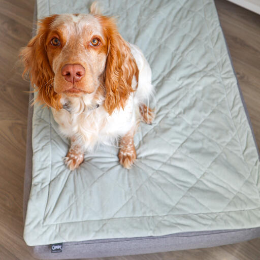 Dog in a Luxury Topology dog bed