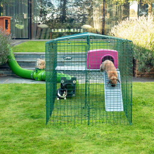 Omlet Zippi rabbit playpen with Zippi platforms, purple Zippi shelter, Zippi tunnel and rabbits