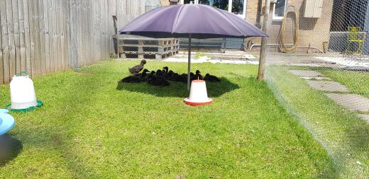 Cayuga ducks day care @ 6weeks - Breeder J.M Williams 