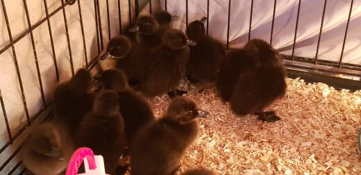 Two day old Cayuga ducklings. Breeder J.M.Williams