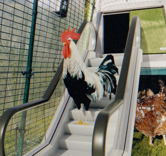 April fools animal products