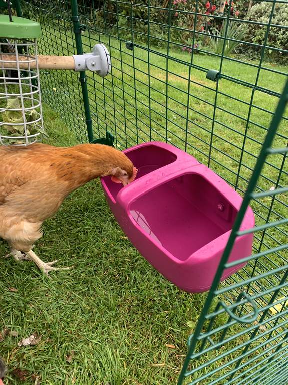 Eglu Cube Mk2 Drinker Purple Feeders and Drinkers For Chickens