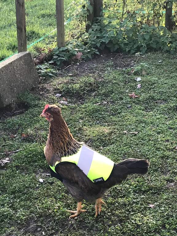 Yellow HighVis Chicken Jacket Chicken Clothing Chicken Coops, Walk in Chicken Runs, Chicken